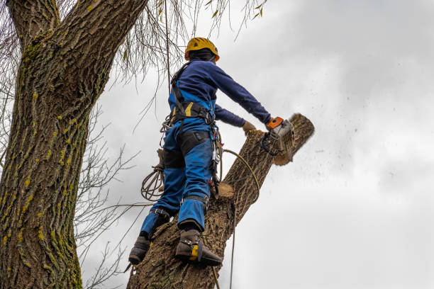 Socorro, TX Tree Care  Company