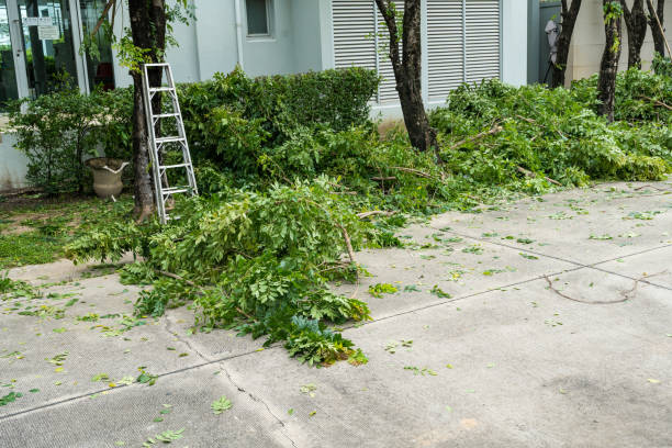 How Our Tree Care Process Works  in  Socorro, TX